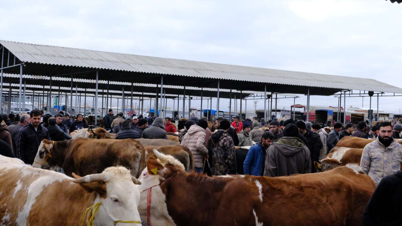Türkiye’nin en büyük hayvan pazarında kurbanlık hareketliliği başladı 4